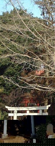 �����萙�R�_�Ђ̈�V����