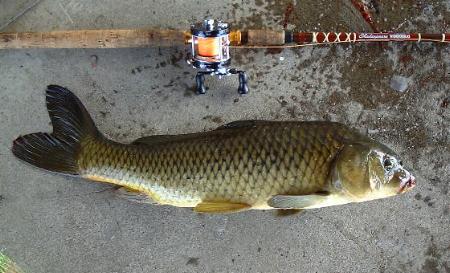 carp70cm