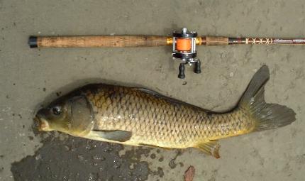 carp71cm
