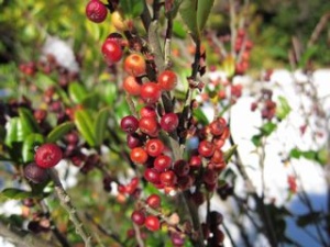 �k�̊ی���