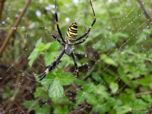 �i�K�R�K�l�O��