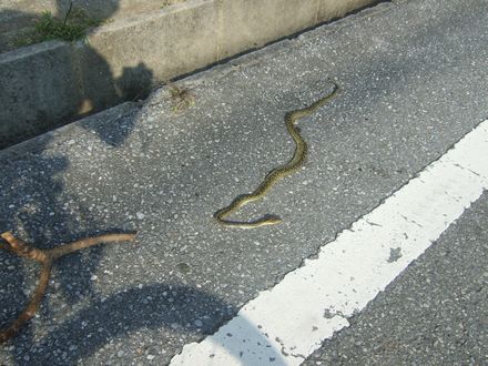 �n�u���V�}