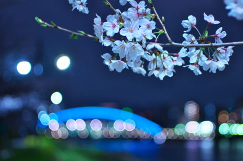 永代橋と桜の夜景